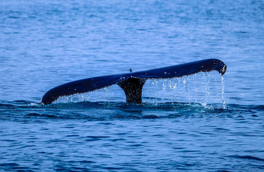 Are Whales Endangered? Here’s What You Should Know