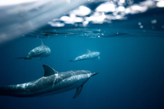 How Endangered Are Dolphins Really? The Numbers Behind the Crisis