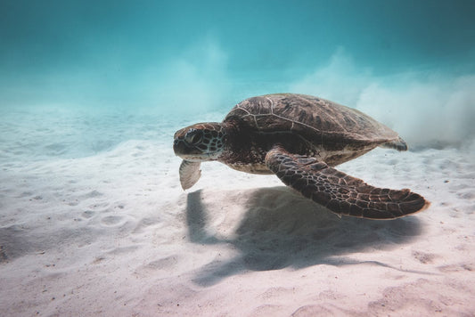 Sea Turtles Are Older Than Dinosaurs — But Can They Survive Us?