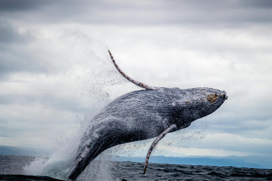 Best Gifts for Ocean Lovers: Ethical, Beautiful, and Meaningful