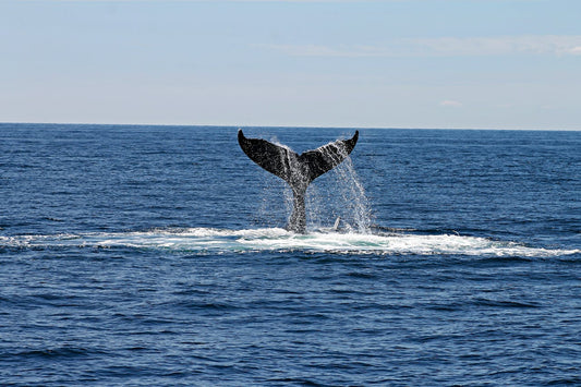 Why Are Whales Important to the Ocean?