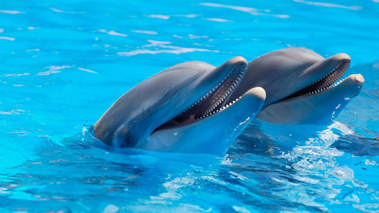 8 Facts You Didn’t Know About Dolphins