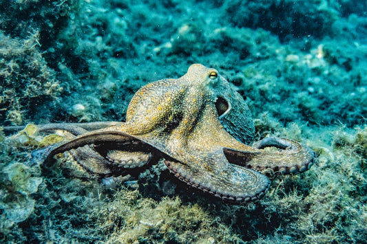 8 Facts You Didn’t Know About Octopuses