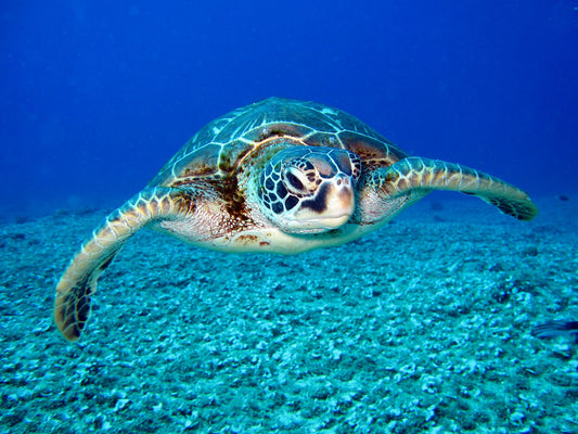 The Silent Struggle of Sea Turtles
